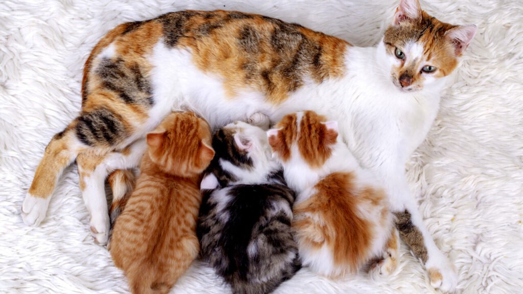 Why do mother cats abandon their kittens? Here are the reasons NetWorthFD