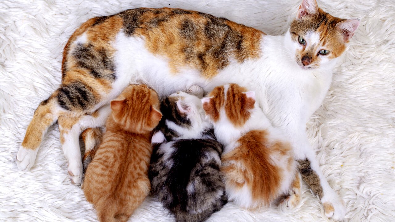 Why do mother cats abandon their kittens?  Here are the reasons