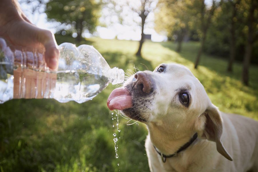 How to protect our pets from overheating