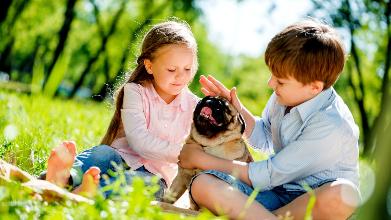 How to teach children to respect animals