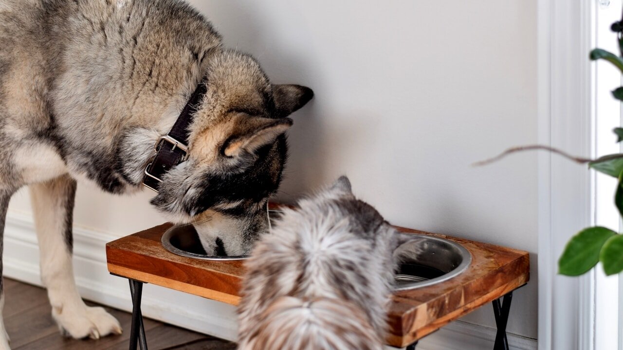 Dog and cat bowls: how often should you wash them?