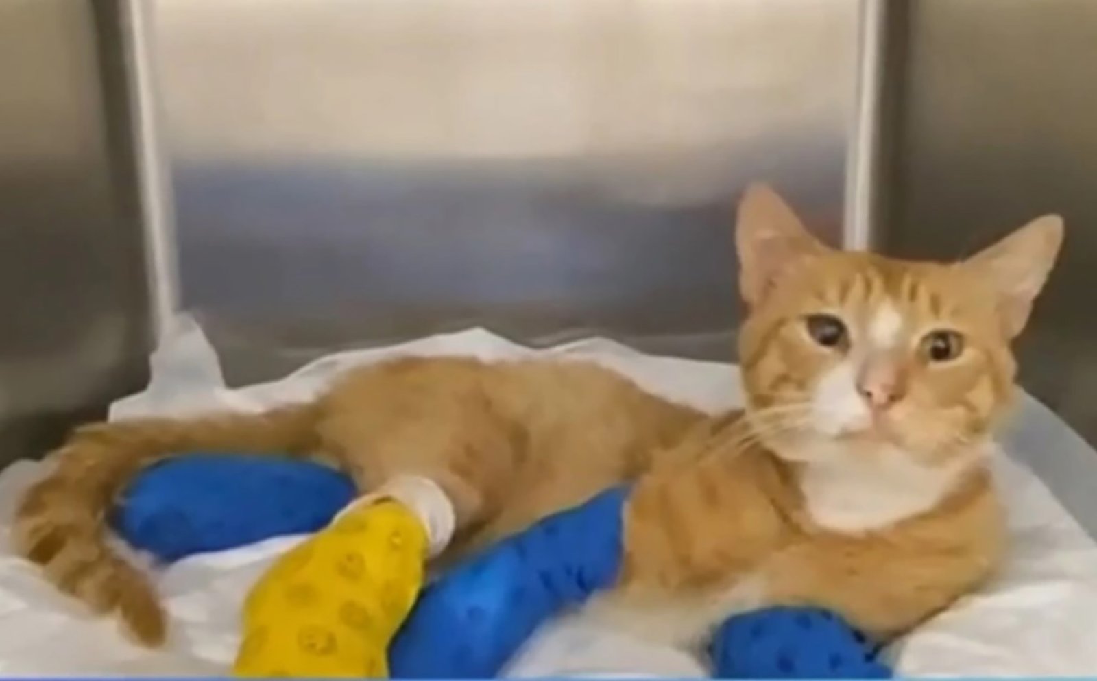 Thessaloniki: Lawsuit against strangers for cutting off a cat’s three legs