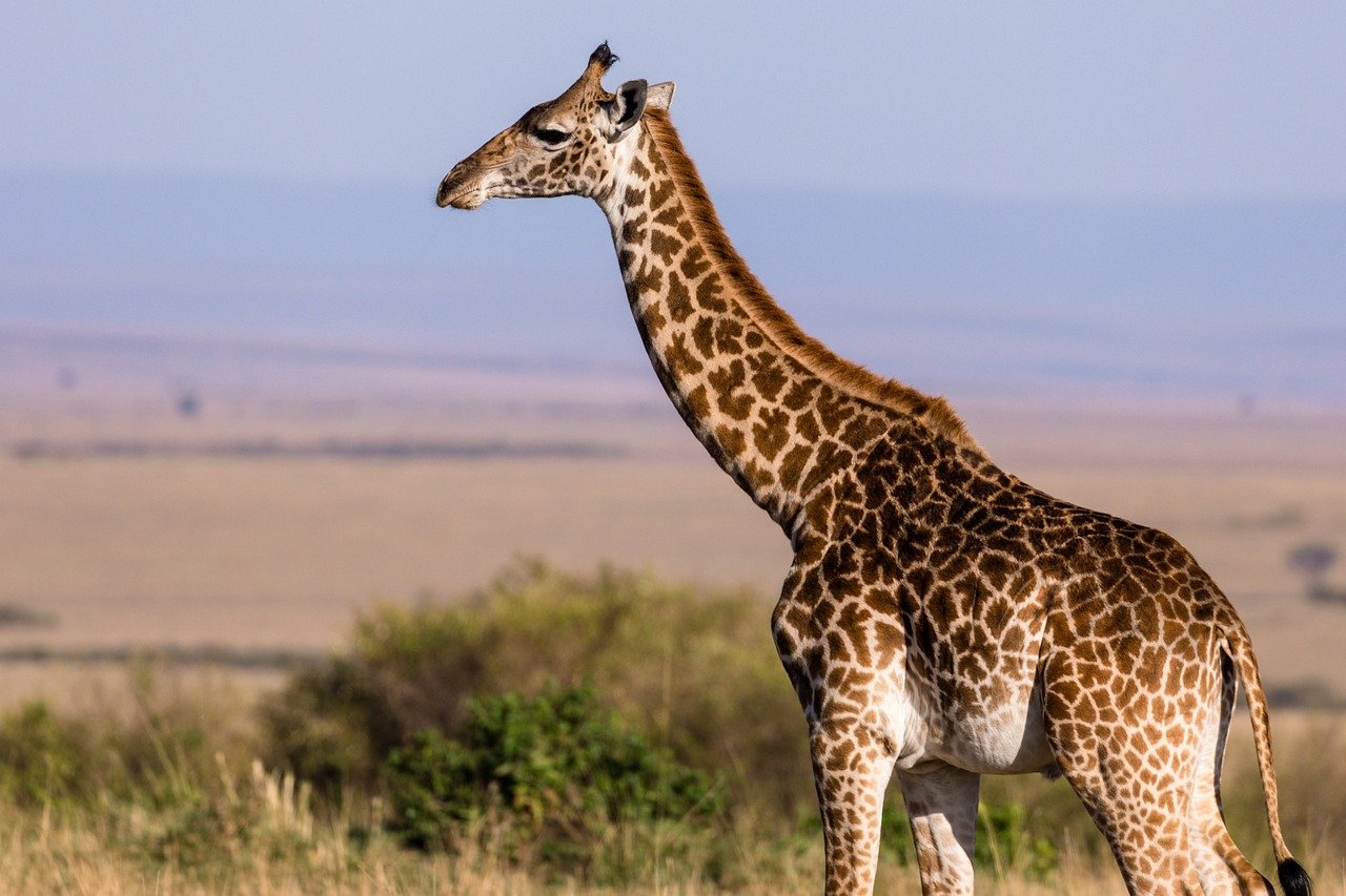 The incredible moment a giraffe snatched a child from a car